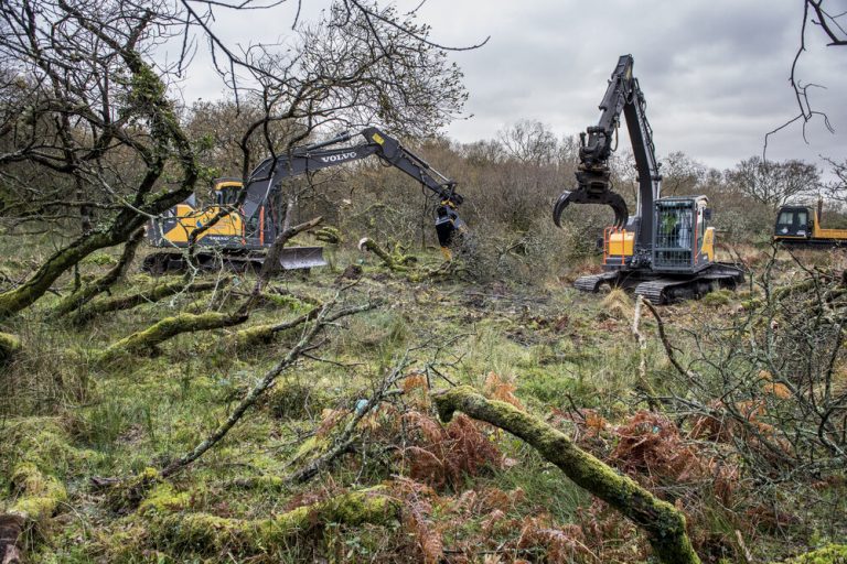 Excavator Tree Clearance