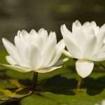 Flowers of waterlily plant on pond