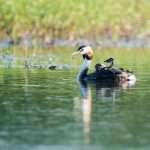 great crested grebe with juvenile on its back