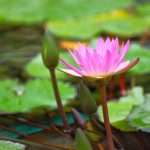 lotus flower