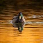 On golden pond