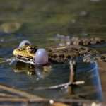 Pelophylax lessonae or Lake or Pool Frog.Frog in the pond.