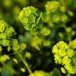 Selective focus shot of yellowish-green sun spurge plants in the garden in UK