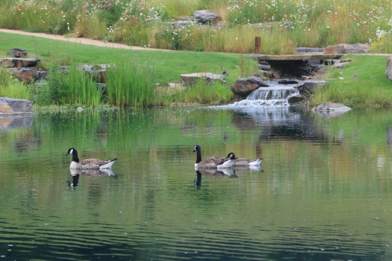 Discover expert Wetland Creation with Landmarc. Enhance biodiversity, improve water quality, and support sustainable habitats.