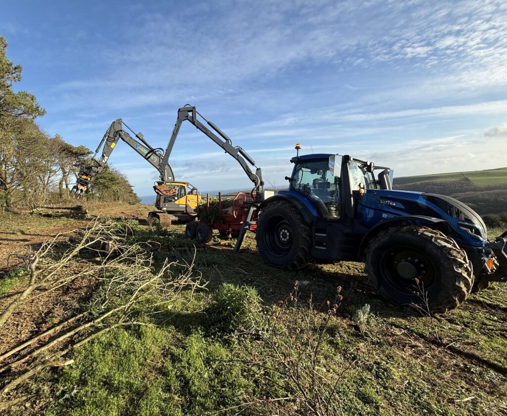 Ash trees affected by ash dieback along the boundary of National Trust land and a caravan park.