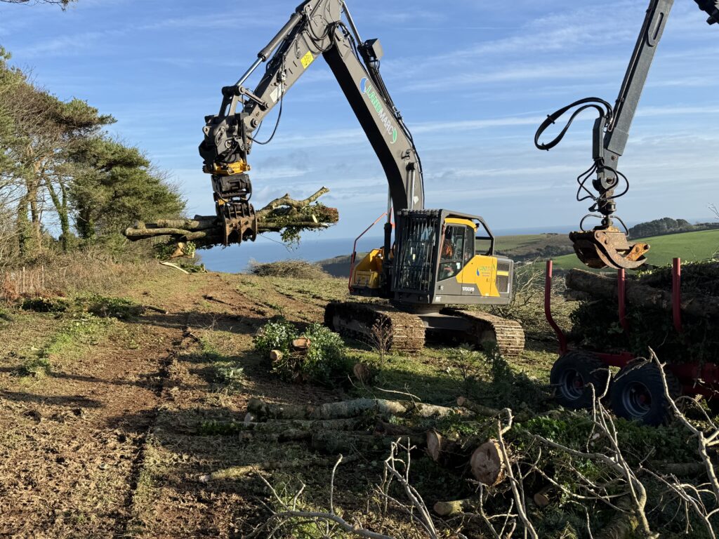 Excavator with tilt rotator and tree shear felling ash trees safely near a caravan park.