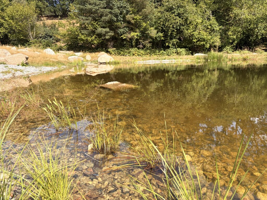 Natural Wildlife Pond and Habitat on Dartmoor