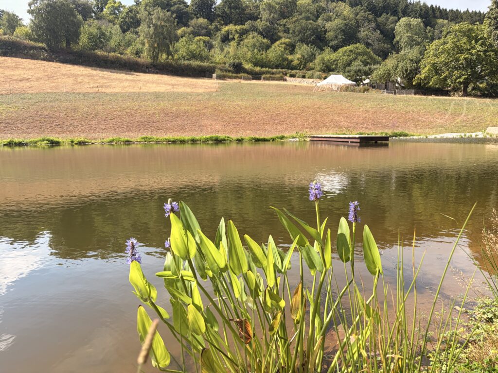Finished Dartmoor Wildlife Pool with Native Planting