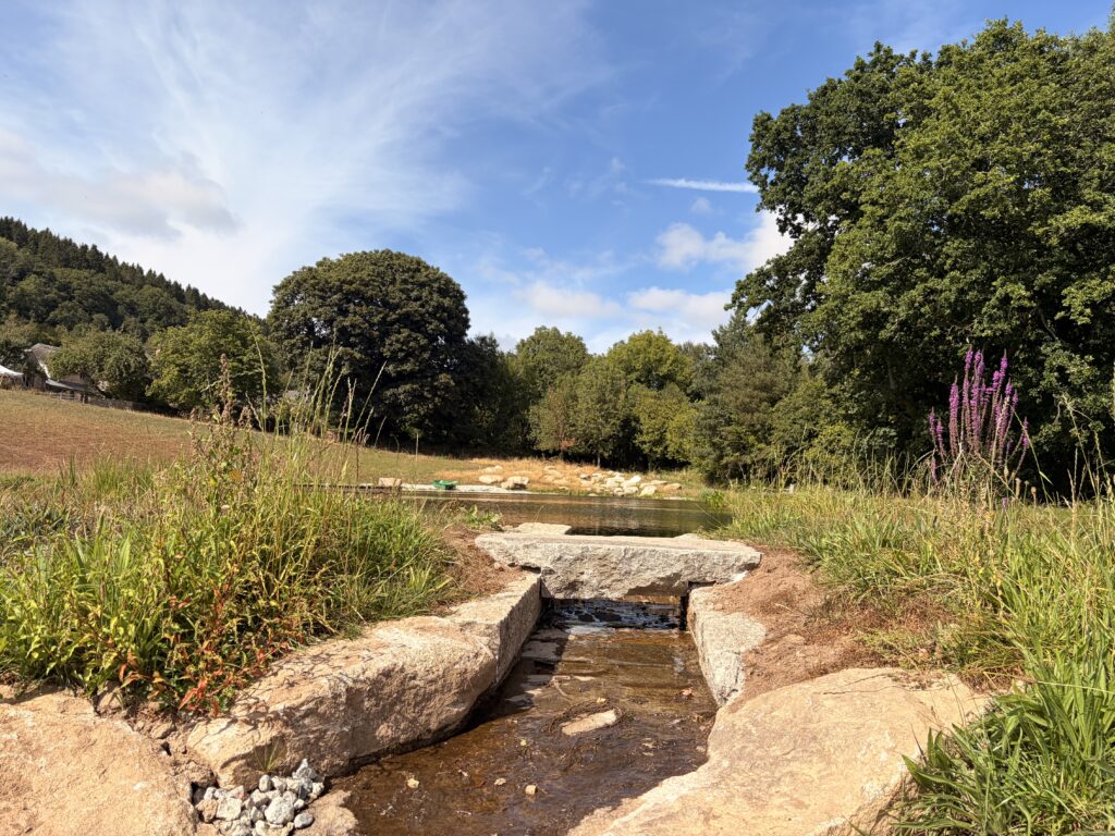 Wildlife Pond with Reeds, Water Lilies and Granite Rocks
