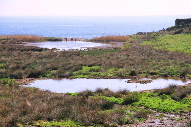 Natural Flood Management - Mansands Wetland Creation main photo (Large)